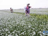  韭花飄香助增收