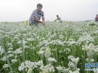  韭花飄香助增收