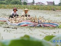  江蘇海安：千畝淺水藕喜獲豐收