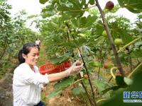  安徽：特色種植富農(nóng)家