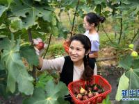  安徽：特色種植富農(nóng)家