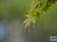  湖北恩施：秋雨“楓”情