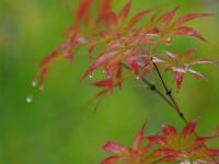  湖北恩施：秋雨“楓”情