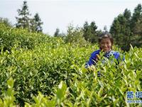  江西崇義：高山有機茶助力精準扶貧