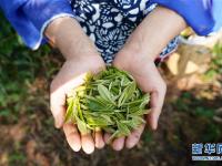  江西崇義：高山有機茶助力精準扶貧