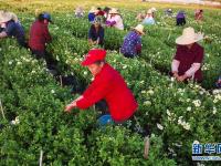  江西蘆溪：菊花種植助脫貧