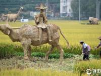  富陽：創(chuàng)意稻草人亮相稻田