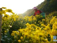  江西婺源：皇菊香溢致富路