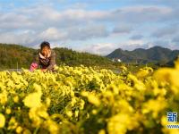  江西婺源：皇菊香溢致富路