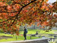  杭州太子灣公園秋意盎然惹人醉