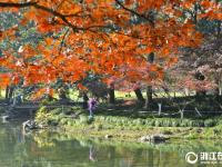  杭州太子灣公園秋意盎然惹人醉