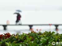  杭州初雪過后 雨霧收尾