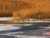  甘肅戈壁濕地冰面“雪處疑花滿”