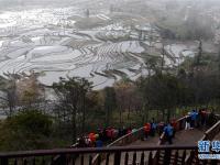  冬日云南哈尼梯田美景如畫(huà)