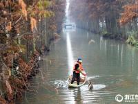  杭州：打撈落葉護(hù)水質(zhì)