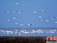  大批珍禽候鳥鄱陽湖濕地內棲息越冬