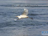  蘭州：冬日黃河水鳥嬉戲