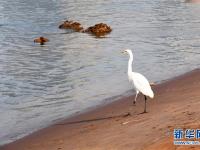  蘭州：冬日黃河水鳥嬉戲