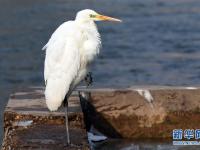  蘭州：冬日黃河水鳥嬉戲