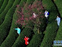  福建漳平：櫻花茶園入畫來