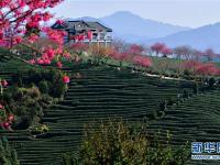  福建漳平：櫻花茶園入畫來