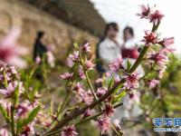  新疆鄯善：桃花朵朵開(kāi)