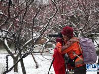  踏雪賞梅