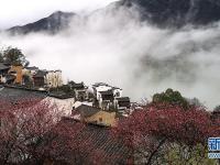  江西婺源：煙雨過后寒梅艷