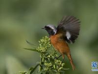  福州：早春枝頭鳥(niǎo)兒俏