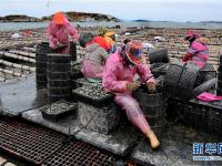  福建南日島：海水養(yǎng)殖富漁家