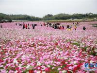  廣西欽州：格桑花開(kāi)迎客來(lái)