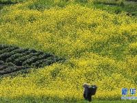  又到油菜花開(kāi)時(shí)