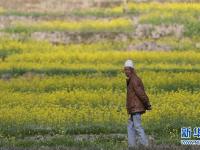  又到油菜花開(kāi)時(shí)