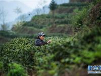  貴州春茶陸續(xù)開(kāi)采