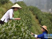  貴州春茶陸續(xù)開采