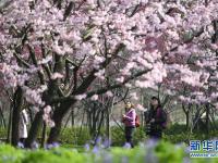  武漢東湖櫻花節(jié)開幕