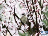  鳥語(yǔ)花香