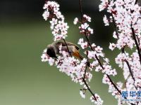  鳥語(yǔ)花香