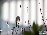  鳥語(yǔ)花香