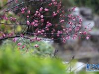  山東：春雨潤花