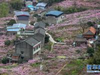  “桃花故里”賞桃花