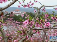  “桃花故里”賞桃花