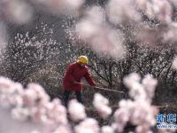  春分時(shí)節(jié)花伴農(nóng)事