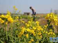  春分時(shí)節(jié)花伴農(nóng)事