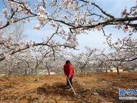  春分時節(jié)花伴農(nóng)事