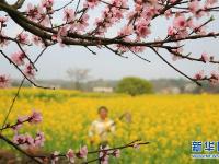  春分時節(jié)花伴農(nóng)事