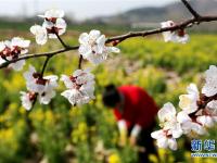  春分時節(jié)花伴農(nóng)事