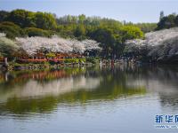  春日櫻滿園