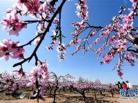  山東郯城：“農(nóng)家花園”助力鄉(xiāng)村旅游