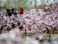  山東郯城：“農(nóng)家花園”助力鄉(xiāng)村旅游